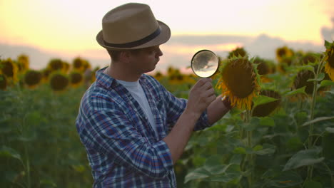 A-man-examines-a-sunflower-through-a-magnifier-on-the-field-in-summer-evening.-A-young-girl-writes-the-characteristics-of-a-sunflower-in-an-e-book.